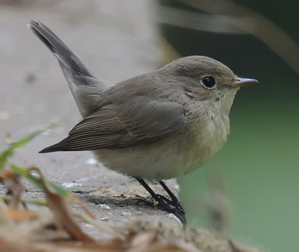 1_asian_brown_flycatcher-tank_forest_west_of_golf_ground-17-11-2013-1010hrsdsc_1143