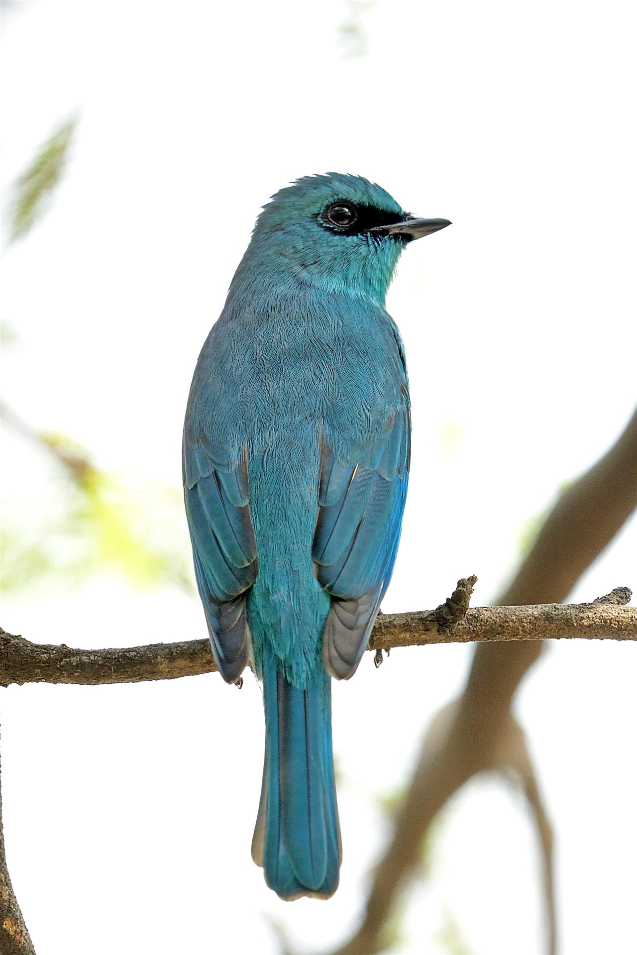 1_verditer_flycatcher_full_spread-vermi_compost_dump_dalikhana_04-03-2014-0929hrs_dsc_5459