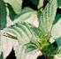 Bergamot