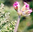 geranium