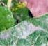 giloy