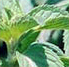 menthol-mint