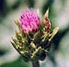 milk-thistle