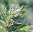 quinghaosu