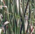 vetiver